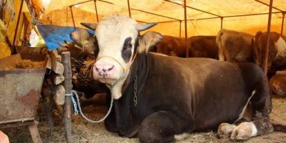 Sivas’ta kurban pazarı bu noktada açılacak