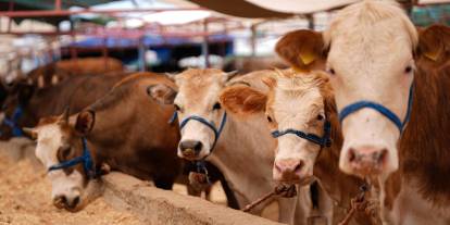 Sivas’ta 2026 Kurbanlık Fiyatları Açıklandı