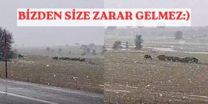 Sivas’ta veteriner hekim domuz sürüsü görüntüledi, sözleri gülümsetti