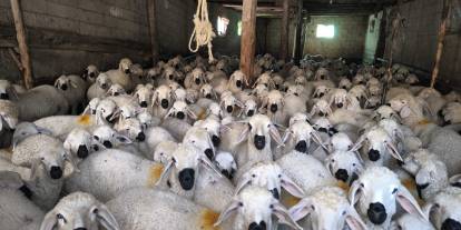 Sivas’ta küçükbaş hayvanları aşılama çalışmaları sürüyor