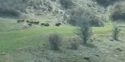 Sivas’ta ekili arazide domuz alarmı