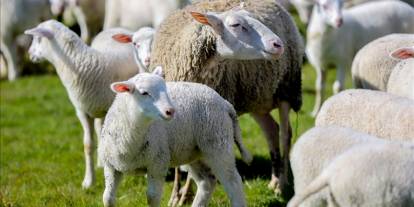 Kırsalda Bereket Projesi başvuruları başladı