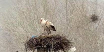 Sivas’ta göç eden leylekler kar altında kaldı