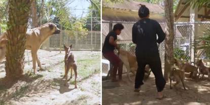 Filipinler’de Sivas kangalı sosyal medyada gündem oldu