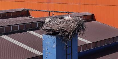 Sivas’taki fabrikada leylekler için özel hassasiyet