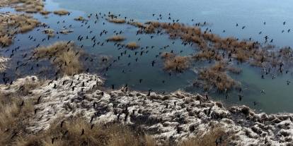 Sivas’ta oluşan sulak alanlar kuşlara yuva oldu