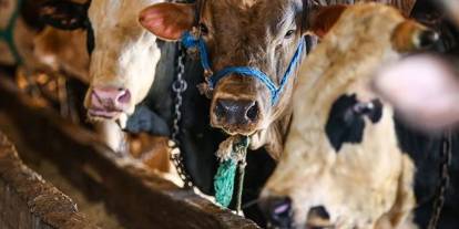 Vekaletle kurban kesim bedelleri belirlendi