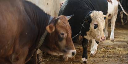 Kurbanlık alacaklara "yaş" uyarısı