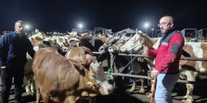 Sivas'ta kurbanlık fiyatlarında pazarlık mesaisi
