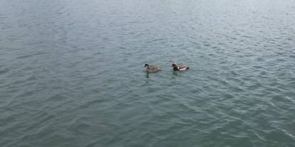 Sivas'ta nadir kuş türü 'elmabaşlar' için yuva seferberliği