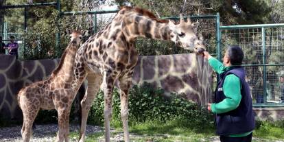Türkiye’de doğan ilk zürafanın ismi anketle belli olacak