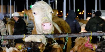 Sivas'ta kurban pazarı bayram öncesi hareketlendi
