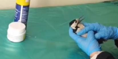 Sivas’ta bitkin bulunan ağaçkakan özgürlüğüne kavuştu