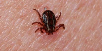 Sivas’ta kene tehlikesi büyüyor! KKKA vakalarına karşı uyarı