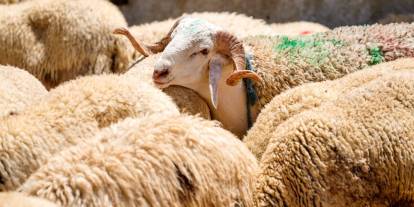 TSK Mehmetçik Vakfı vekaleten kurban bağışı kabulüne başladı