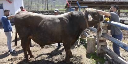 Sivas’ta 1 ton 180 kiloluk Poyraz'a rekor fiyat