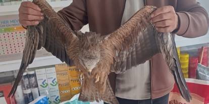 Sivas’ta yaralı Kızıl Şahin kurtarıldı