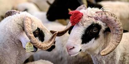 10 soruda kurban ibadetiyle ilgili doğru bilinen yanlışlar