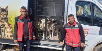 Sivas'ta sahipsiz hayvanlar koruma altına alınıyor