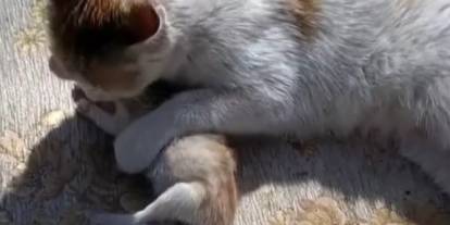 Sivas’ta anne kedi ölen yavrusunu hayata döndürmeye çalıştı