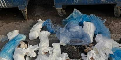 33 ölü kedi bulundu, veteriner gözaltına alındı