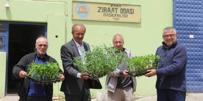 Sivas'ta çiftçilere 20 bin fide dağıtıldı