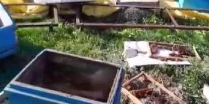 Sivas'ta arı kovanlarına ayı saldırısı