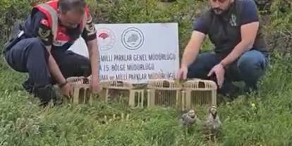 Sivas’ta kınalı keklikler yeniden doğaya kavuştu