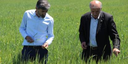 Sivas Ziraat Odası Başkanı Çetindağ: Hububat fiyatları revize edilmeli