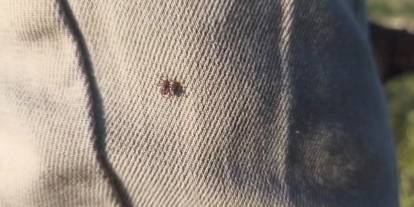 Keneye karşı uyarırken üzerinde kene gezdi