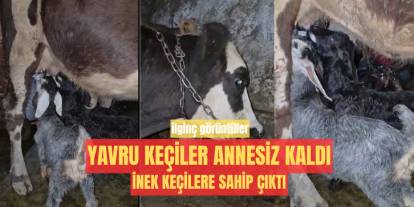 Sivas'ta annesi ölen keçilere inek sahip çıktı