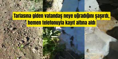 Sivas’ta tarlada akılalmaz görüntü, onlarca kurbağa tarlayı bastı