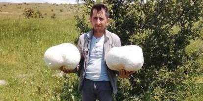 Sivas’ta 20 kiloluk dev mantar buldu
