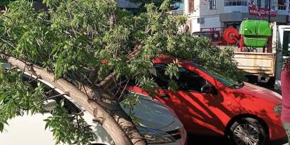 Sivas'ta park halindeki araçların üzerine ağaç devrildi
