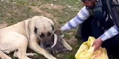 Kangalın kuzu şefkati yürekleri ısıttı