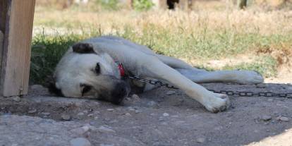 Sıcak hava Kangal köpeklerini miskinleştiriyor