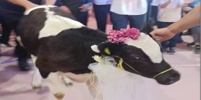 Takı töreninde damada dana