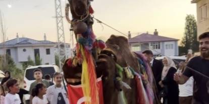 Sivas'ta düğünde renkli deve oyunu