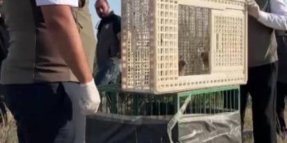 Sivas'ta tedavileri tamamlanan iki kerkenez yavrusu doğaya bırakıldı