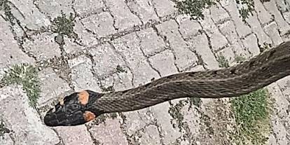 Sivas'ta yılan alarmı