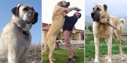 Sivas'ta kangal çoban köpekleri podyuma çıkacak