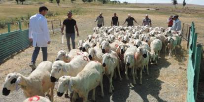 Kırsalda Bereket Projesi Sivas'ta üreticiyle buluşuyor