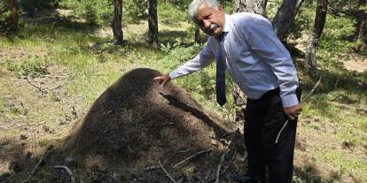 Dev karınca yuvaları görenleri hayrete düşürüyor