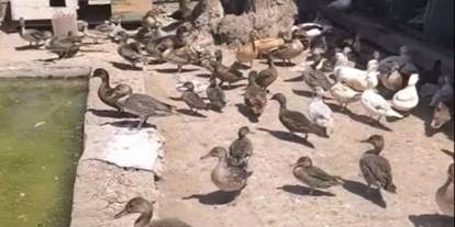Hayvan ticaretine geçit verilmiyor