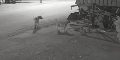 Sivas'ta sanayi sitesinin maskotlarına köpekler saldırdı