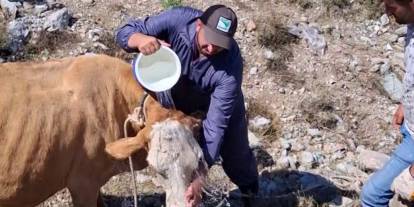 7 aylık gebe inek çukura düştü, vinçle kurtarıldı