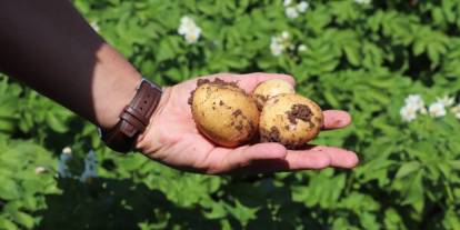 Sivas’ta patates üretimi sahada mercek altında