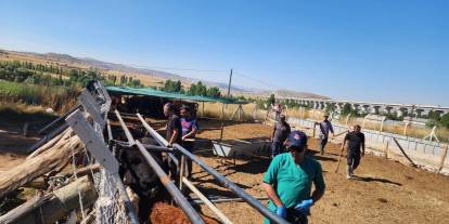 Sivas’ta ithal hayvanlara sıkı sağlık takibi