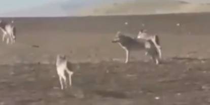 Kurtlar neden yerleşim yerlerine iniyor? Sivaslı uzman anlattı