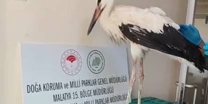 Sivas'ta yaralı leyleğe DKMP şefkati